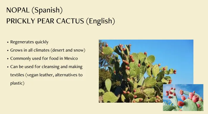 Cactus Flower Exfoliant Nopalera Earrings